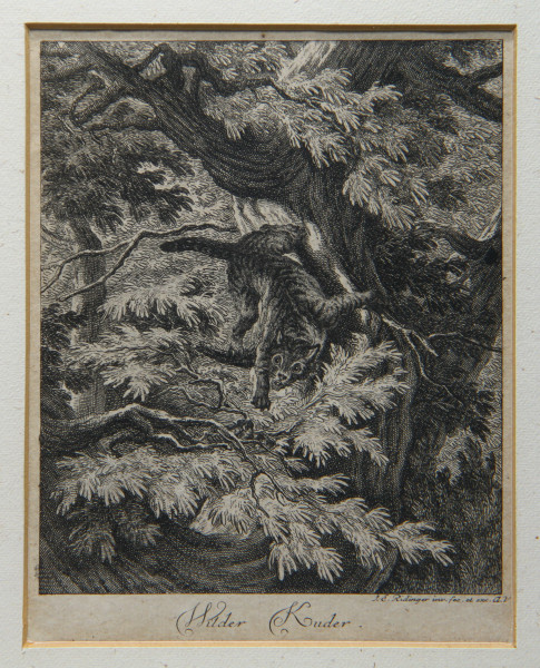Johann Elias Ridinger - Originaler Kupferstich WILDER KUDER Augsburg 1738