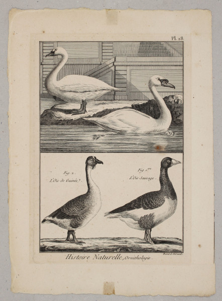 Kupferstich GÄNSE Pl. 28 aus HISTOIRE NATURELLE - Panckoucke, Paris 1782